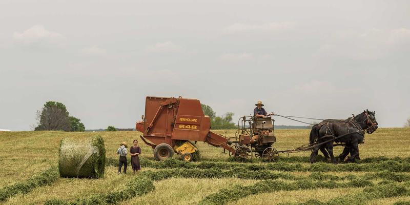 从传统到有机：中小农户转型生态农业的挑战与机遇——以伊甸园牧场为例