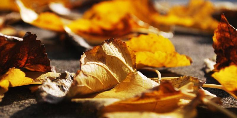 伊甸园牧场：从有机棉到可持续时尚的生态农业实践