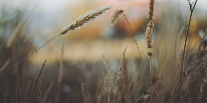 伊甸园牧场：揭秘有机食品背后的生态农业智慧