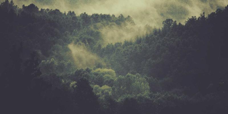伊甸园牧场有机茶叶：从健康土壤到杯中芳香的可持续发展之旅