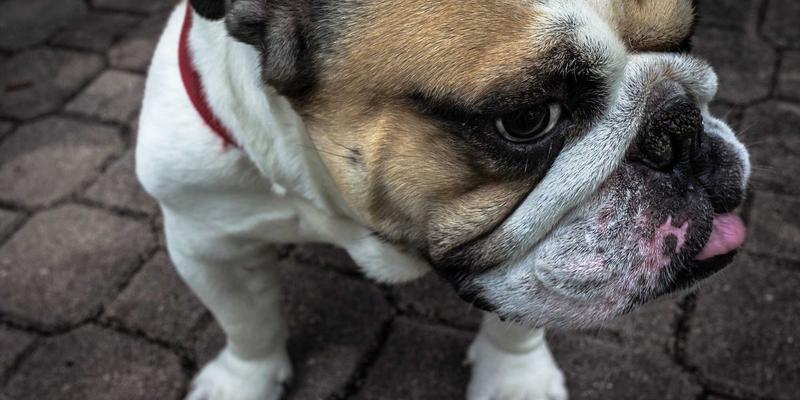 微生物发酵技术：开启有机食品废弃物资源化的生态农业新篇章
