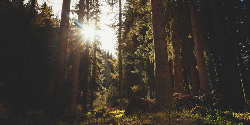 有机农业如何成为碳封存先锋：可持续农田的气候解决方案