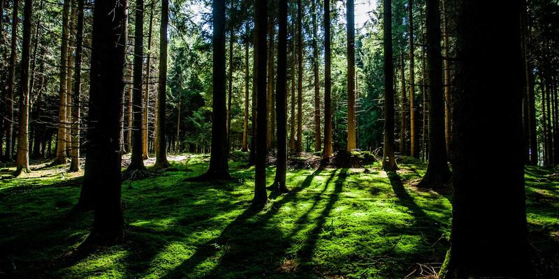 有机食品与慢性病预防：科学证据与饮食实践指南，迈向可持续发展与健康生活