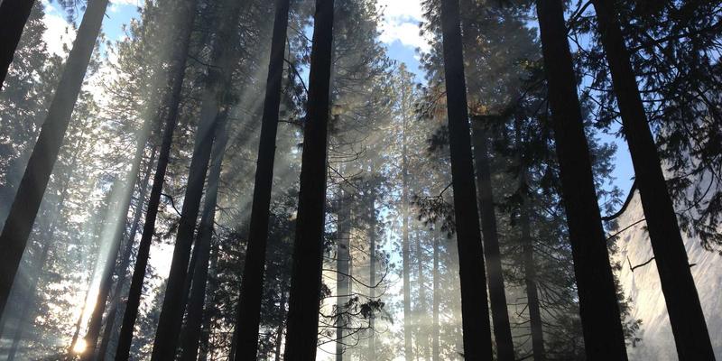 有机食品认证标准深度解析：从USDA到中国有机，如何辨别真伪与选择真正健康？
